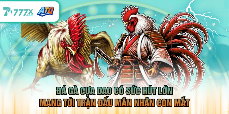 Đá gà cựa dao có sức hút lớn, mang tới trận đấu mãn nhãn con mắt