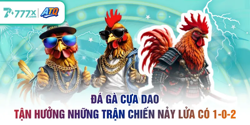 Đá gà cựa dao