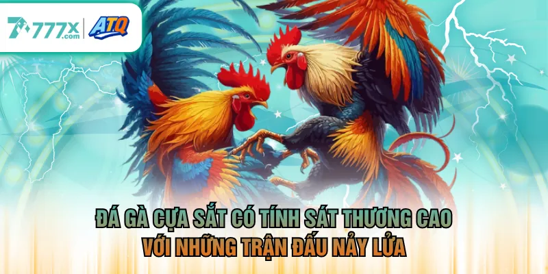 Đá gà cựa sắt có tính sát thương cao với những trận đấu nảy lửa