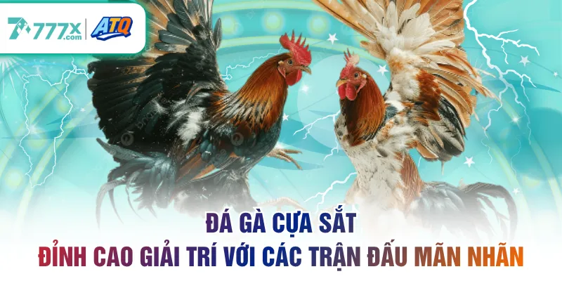 đá gà cựa sắt