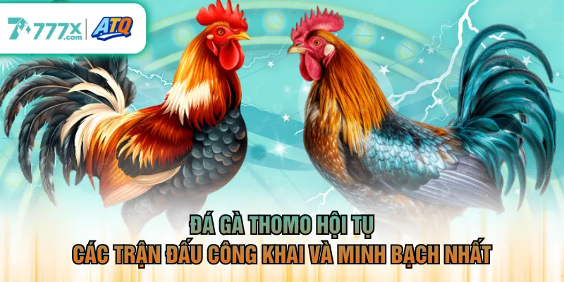 Đá gà Thomo hội tụ các trận đấu công khai và minh bạch nhất